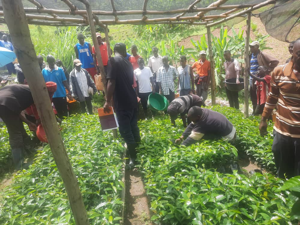 Coffee plantation project